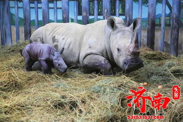 济南成功繁育南非双角白犀牛一只 目前健康状况良好