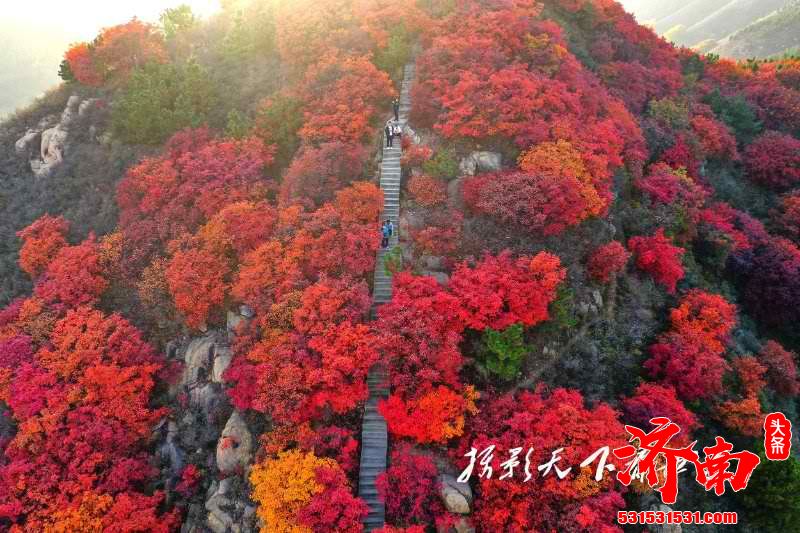 济南又到一年红叶季，红山翠谷景区满山红遍灿若云霞！