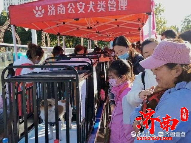 济南伴侣动物领养日真热闹：现场二十多只流浪犬被救助