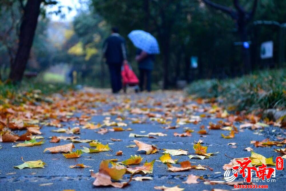 一场雨来一场寒，济南的街头变得韵味十足