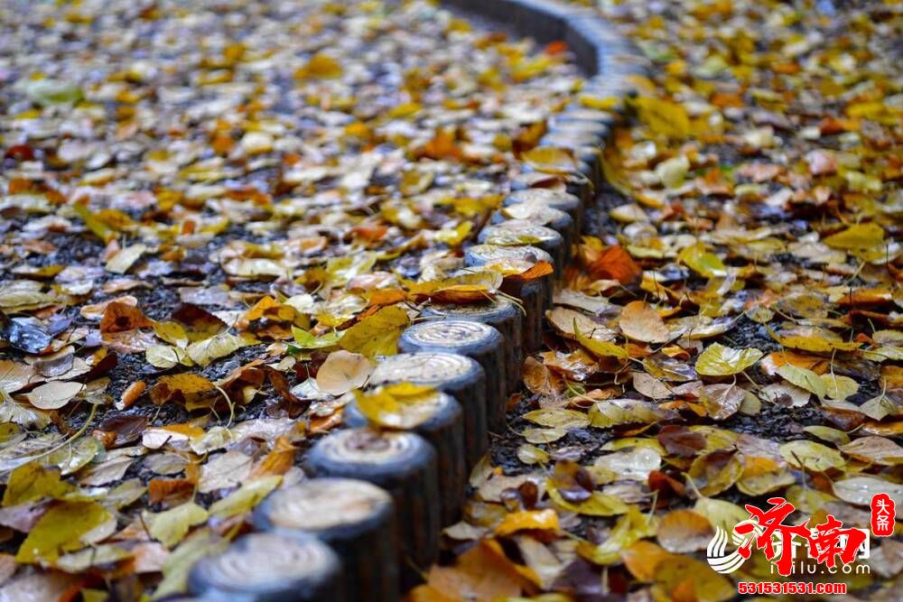 一场雨来一场寒，济南的街头变得韵味十足