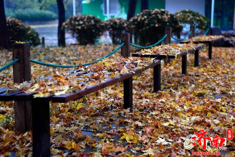 一场雨来一场寒，济南的街头变得韵味十足