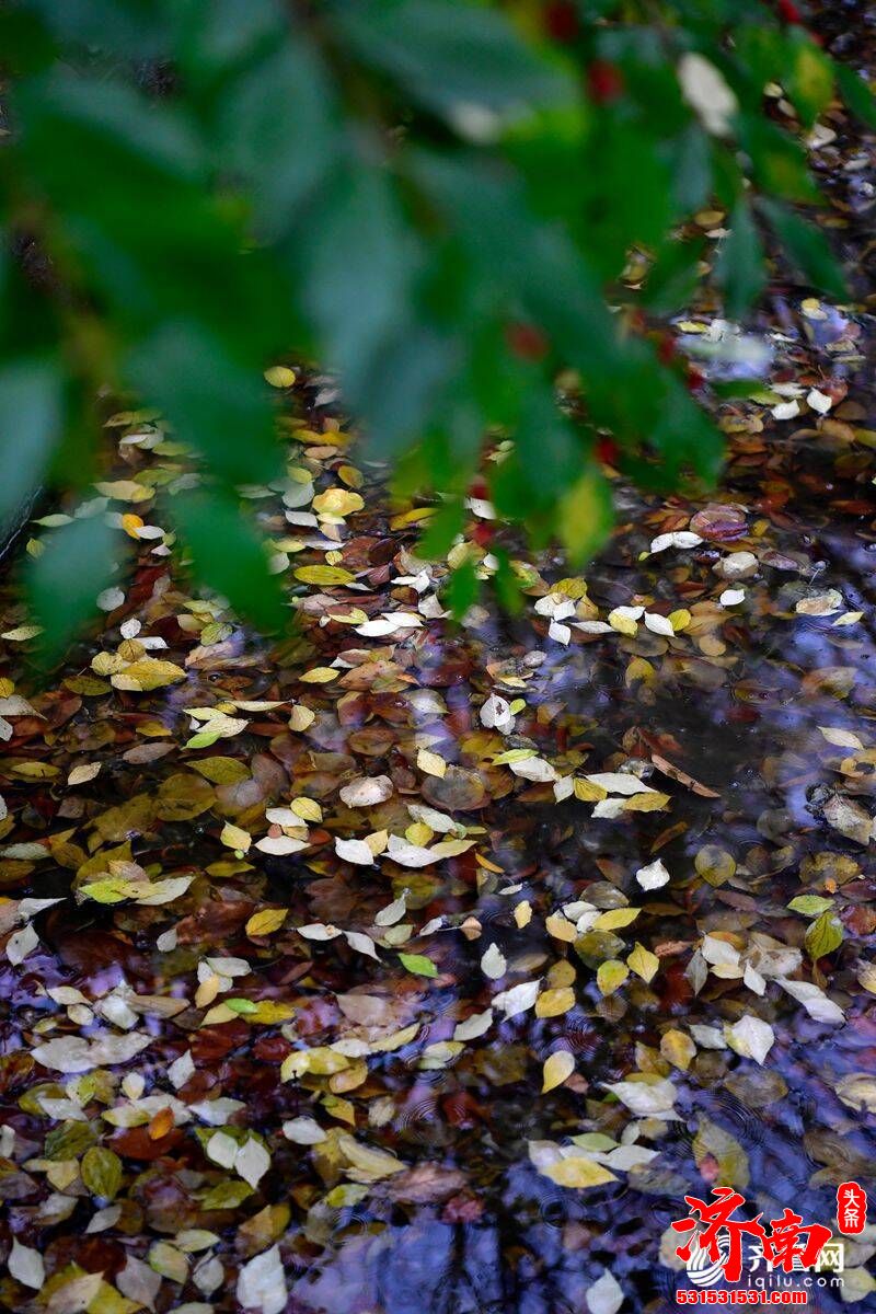 一场雨来一场寒，济南的街头变得韵味十足