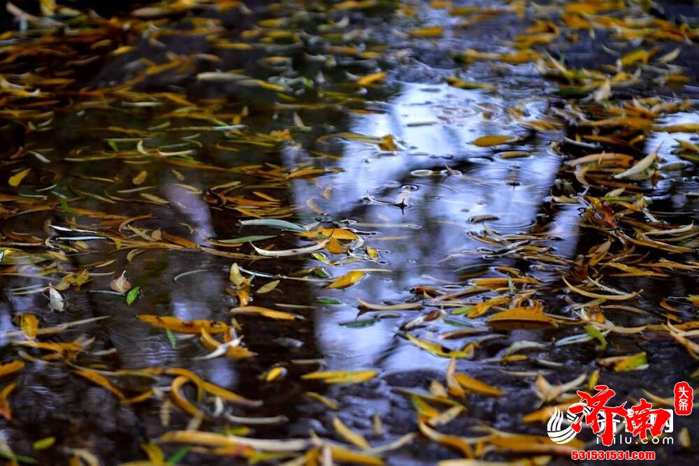 一场雨来一场寒，济南的街头变得韵味十足