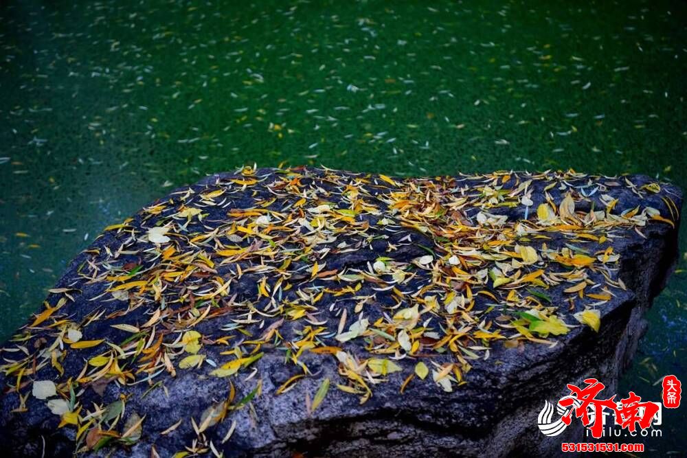 一场雨来一场寒，济南的街头变得韵味十足