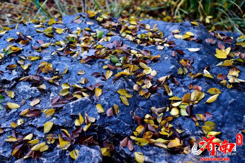 一场雨来一场寒，济南的街头变得韵味十足