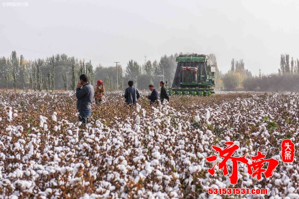 今年全国棉花产量和上年比持平略增 单产有所提高