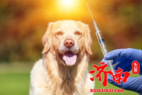 狂犬病致死率近100%！被狗咬咋办？济南医院外科主任相锋给出解释