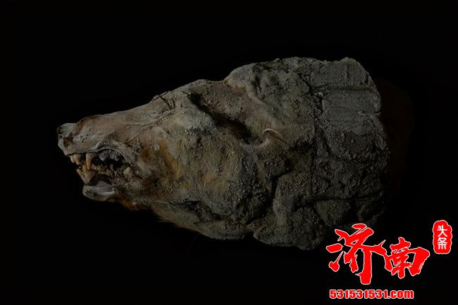 北极再现史前生物，57000年前的尸体暴露在外，人类应当警惕