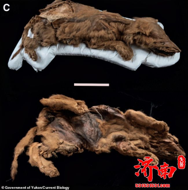 北极再现史前生物，57000年前的尸体暴露在外，人类应当警惕