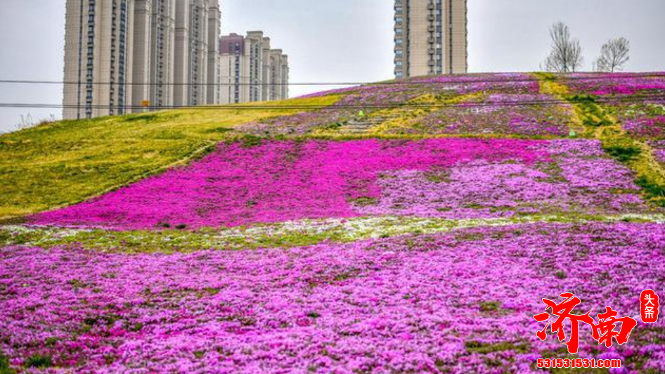 从前渣土山，如今鲜花海