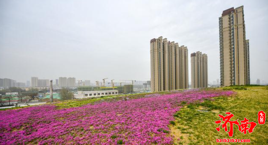 从前渣土山，如今鲜花海