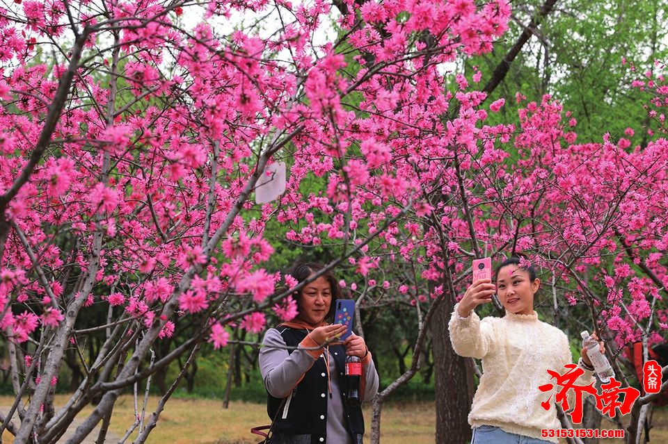 千佛山花海正缤纷 清明踏青好去处