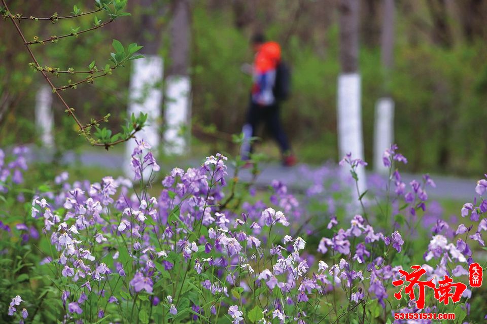 千佛山花海正缤纷 清明踏青好去处