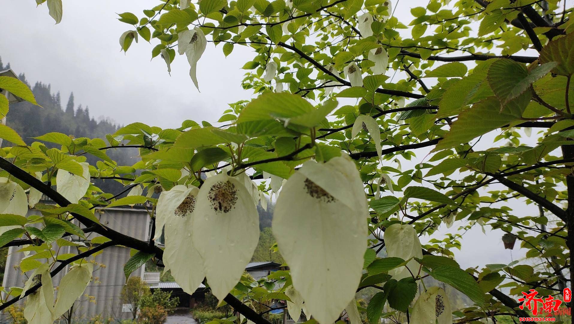 “等了20年！四川这个地方村民家中“植物大熊猫”惊艳开花 