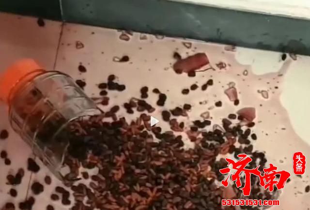 酒泡桑葚喂鸡鸭  贪吃太多竟醉死